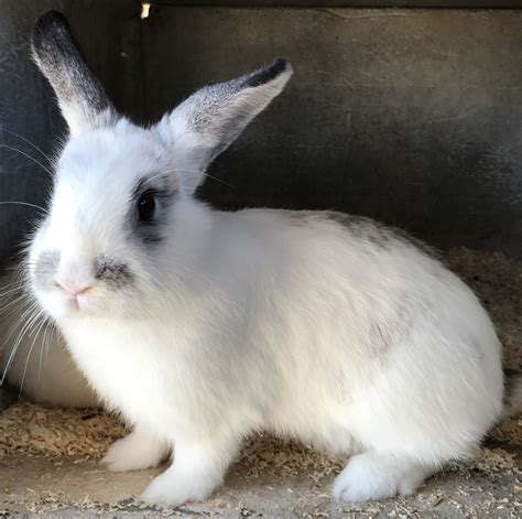 Lapins Nains De La Venise Verte Poitou Charente