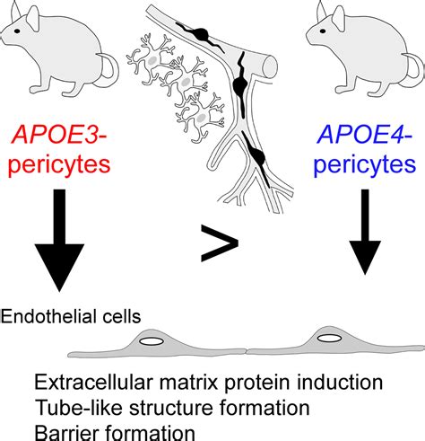 Apoe Apolipoprotein E In Brain Pericytes Regulates Endothelial Function In An Isoform