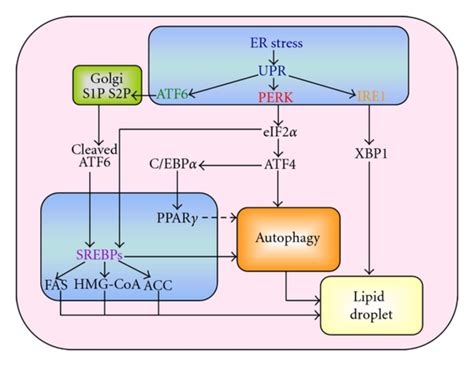 Potential Link Between Er Stress Signaling Pathways And Lipid Droplet