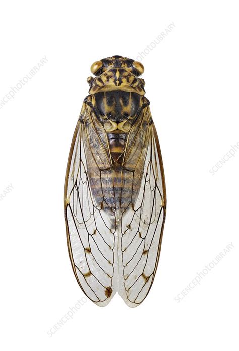 Cicada Stock Image C0162113 Science Photo Library