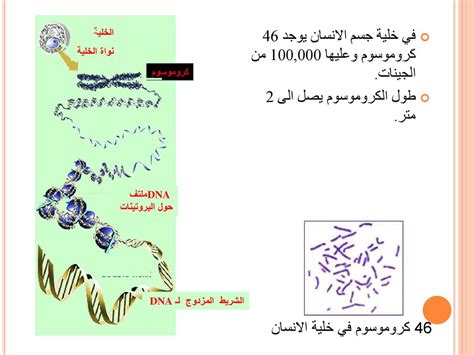 الإنقسام الخلوي الميتوزي- (الانقسام الغيرالمباشر) المعلمه : فدوى مواسي ...