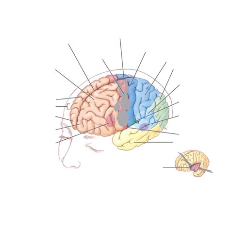 Divisions Of The Brain Diagram Quizlet