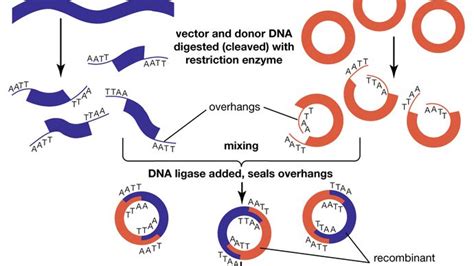 Recombinant Dna Definition Steps Examples And Invention Britannica