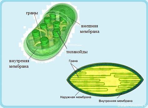 Клетка растений | Дистанционные уроки