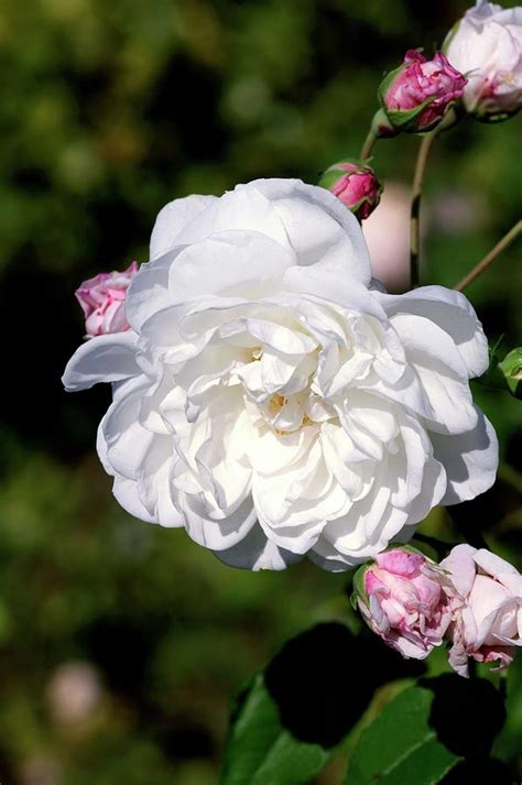 Aimée Vibert Szkółka Róż ROSARIUM