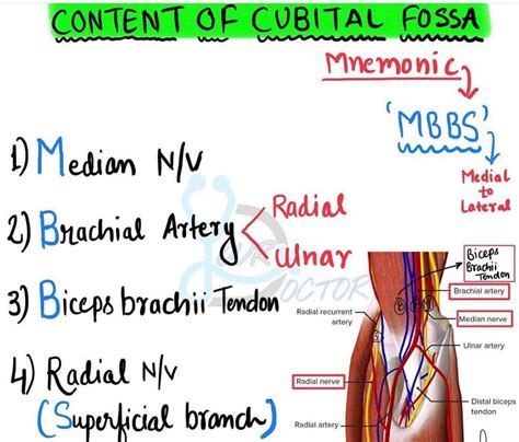 Contents Of Cubital Fossa MEDizzy