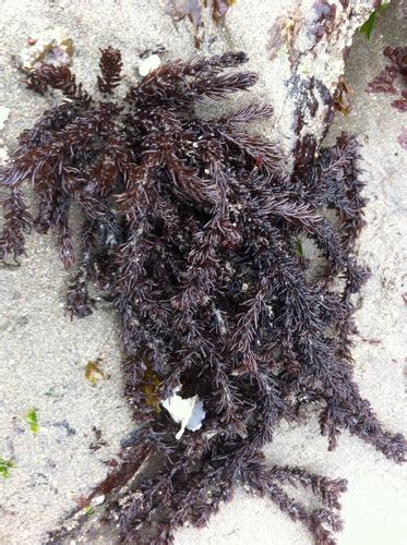 Black Pine Multi Agency Rocky Intertidal Network INaturalist