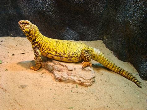 Uromastyx Care The Complete Guide Reptile Advisor