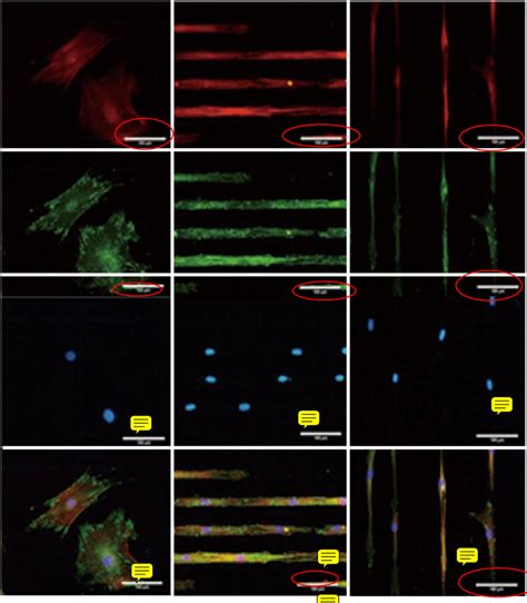 TRITC Phalloidin Labeled F Actin Red AlexaFluor 488 Labeled Vinculin