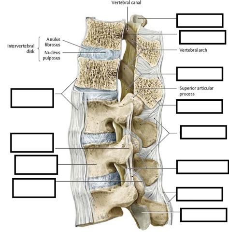 Vertebral Column Ligaments Diagram Quizlet