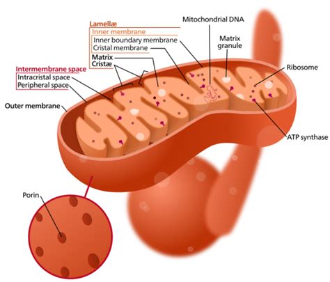 The Function Of The Mitochondrion