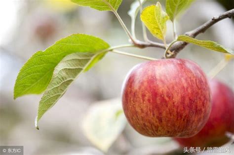 蘋果削皮後為什麼會變色 每日頭條