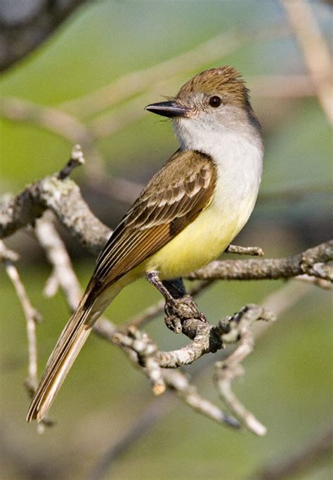 Brown Crested Flycatcher Myiarchus Tyrannulus