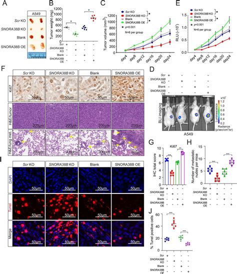 Targeting Snora B Attenuates Tumorigenesis And Sensitizes Immune