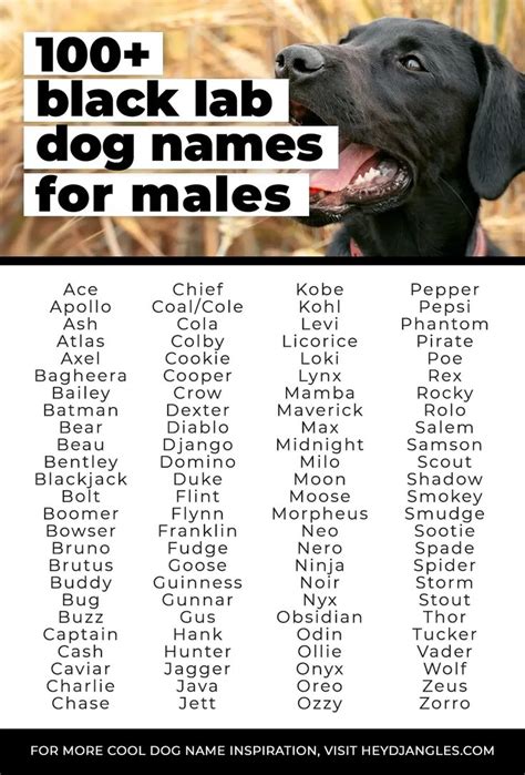 100 Black Lab Names for Your Male Labrador Retriever Puppy - Hey ...