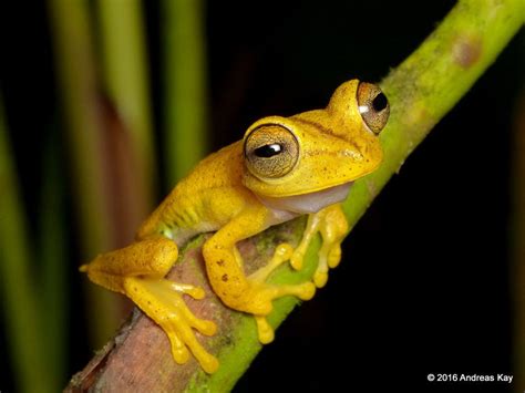 Almendariz S Treefrog Hypsiboas Almendarizae With Images Tree