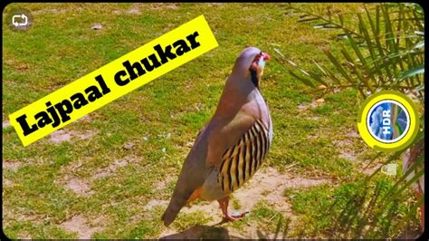 Lajpaal Chukar Mast Voice Beautiful Ytvirlvideo Wildlife Ytstudio