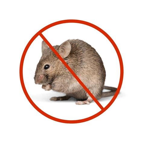 Invest In Reliable Rodents Pest Control Services To Ensure A Safe And Healthy Living Environment ...