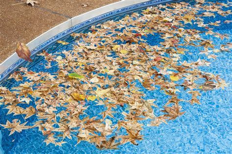 Best Ways To Keep Leaves Out Of Pool Allen Pool Atlanta