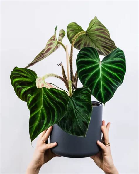 Philodendron Verrucosum Ultimate Care Guide