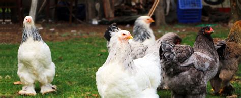 Brahma Chicken Abika Brahma Kümesi