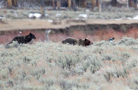 Famous Yellowstone Wolf 926F Killed By Trophy Hunter