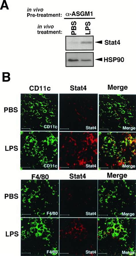 Inducible Expression Of Stat4 In Dendritic Cells And Macrophages And