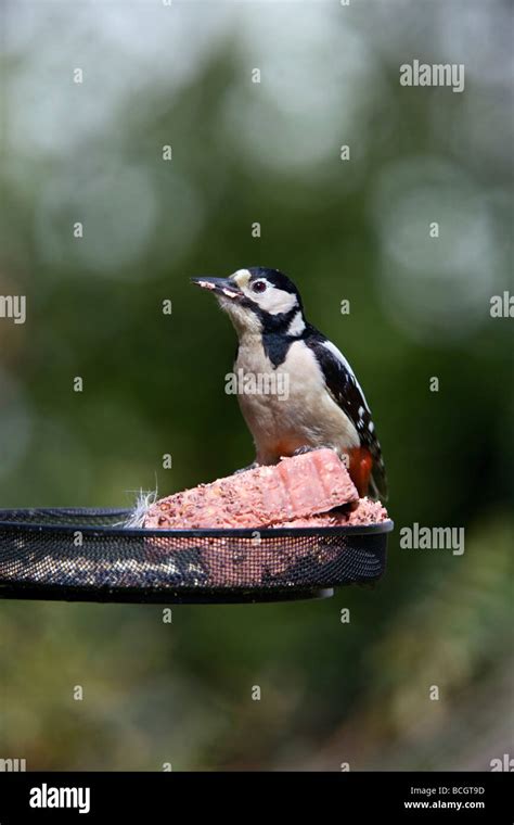 Woodpecker Colours Hi Res Stock Photography And Images Alamy