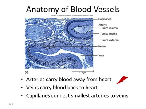 Blood Vessel Lab