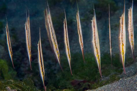 Pez Navaja • Aeoliscus Strigatus • Ficha De Pez