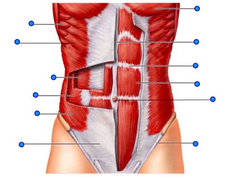 Muscles Of The Abdomen Diagram Quizlet