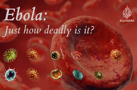 Infographic Just How Deadly Is Ebola Al Jazeera