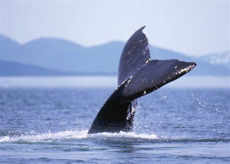 » Mendenhall Glacier & Wildlife Quest