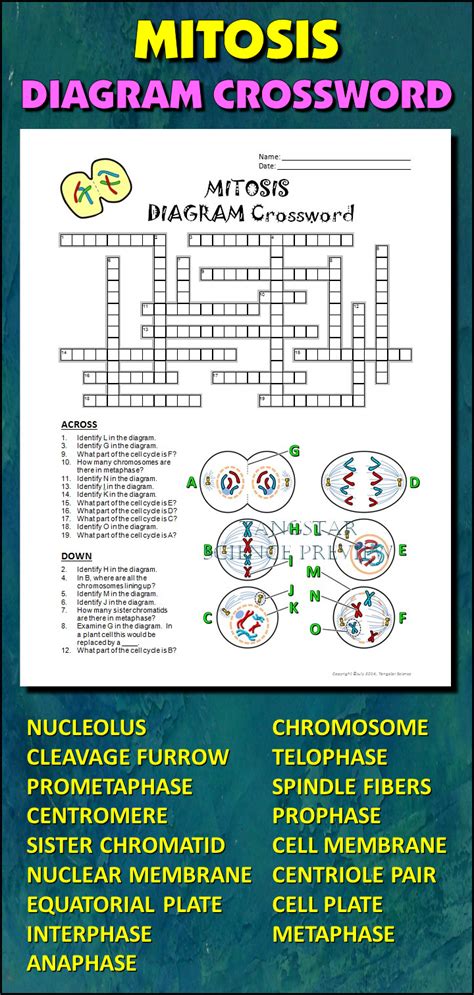 Mitosis Crossword With Diagram Editable Printable Distance