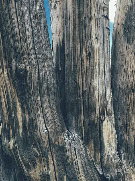 Close Up Of Bark From Fire Damaged And Dead Old Growth Pine Tree Del