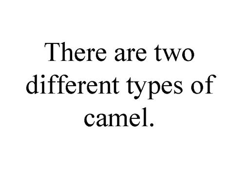 Camels There Are Two Different Types Of Camel