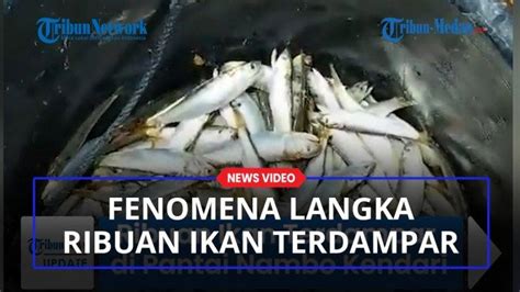 Fenomena Langka Ribuan Ikan Terdampar Di Pantai Nambo Kendari Warga