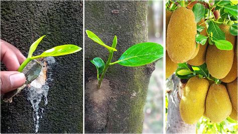 Unique Technique For Jackfruit Grafting How To Graft Different Type