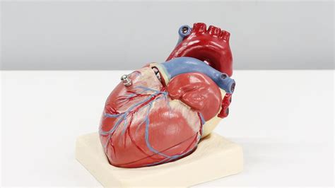 3d Printed Heart