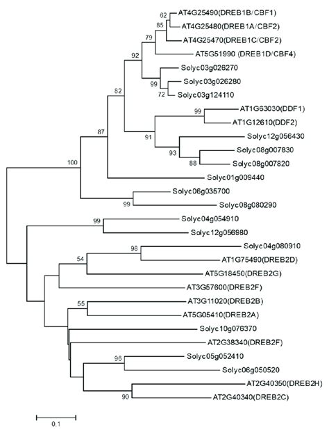 Phylogenetic Analysis Of Arabidopsis Proteins Belonging To The Dreb A