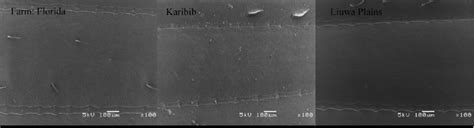 Electron Micro Graphs Showing The Microgranulation That Is Present In