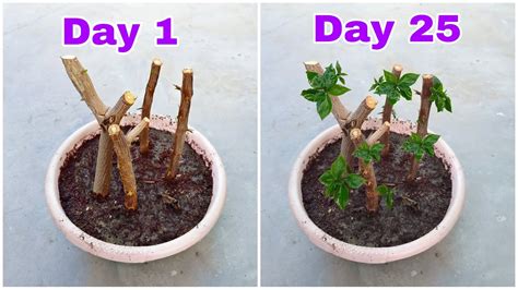 How To Grow Bougainvillea From Cutting With Update Bougainvillea