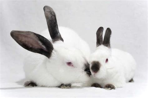 Himalayan Rabbit Appearance Lifespan Temperament Care Sheet