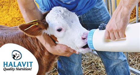 HOW MUCH MILK REPLACERS CALVES NEED? NEW STUDIES BRING INTERESTING ...