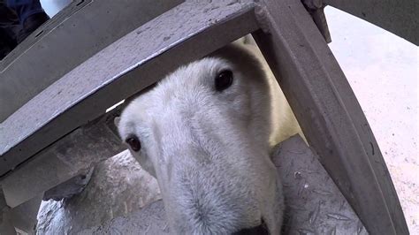 Polar Bear Encounter Youtube