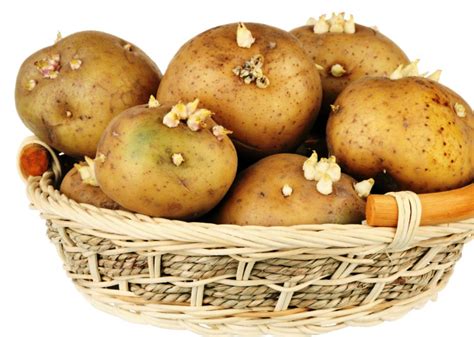 Is It Safe To Eat Sprouted Potatoes And How To Prevent It From Sprouting