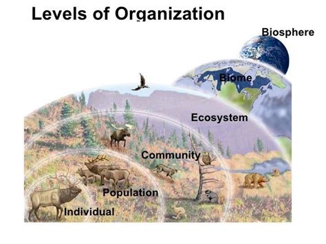 Population Vs Community Vs Ecosystem Venn Diagram Honors Bio