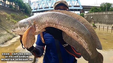 Heboh Mancing Dengan Joran UL Di Hajar Gabus Monster Sebesar Ini