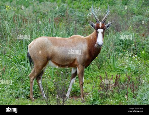 Bontebok Blesbok Damaliscus Dorcas Dorcas Stock Photo Alamy