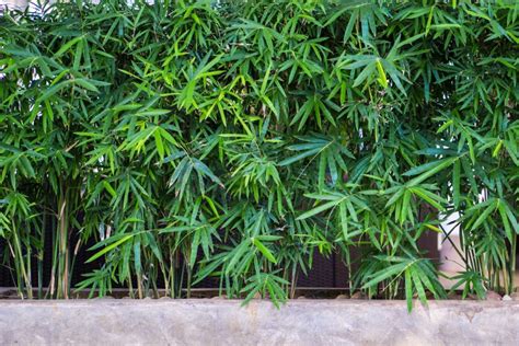 Restrict Their Spread And Grow Bamboo In Pots To Manage Any